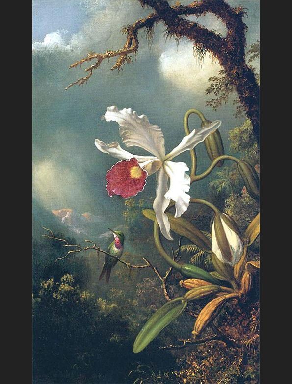 Martin Johnson Heade An Amethyst Hummingbird with a White Orchid